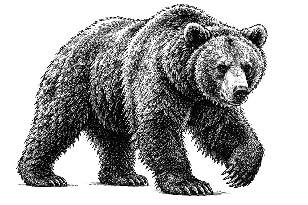 Engraving of a grizzly bear